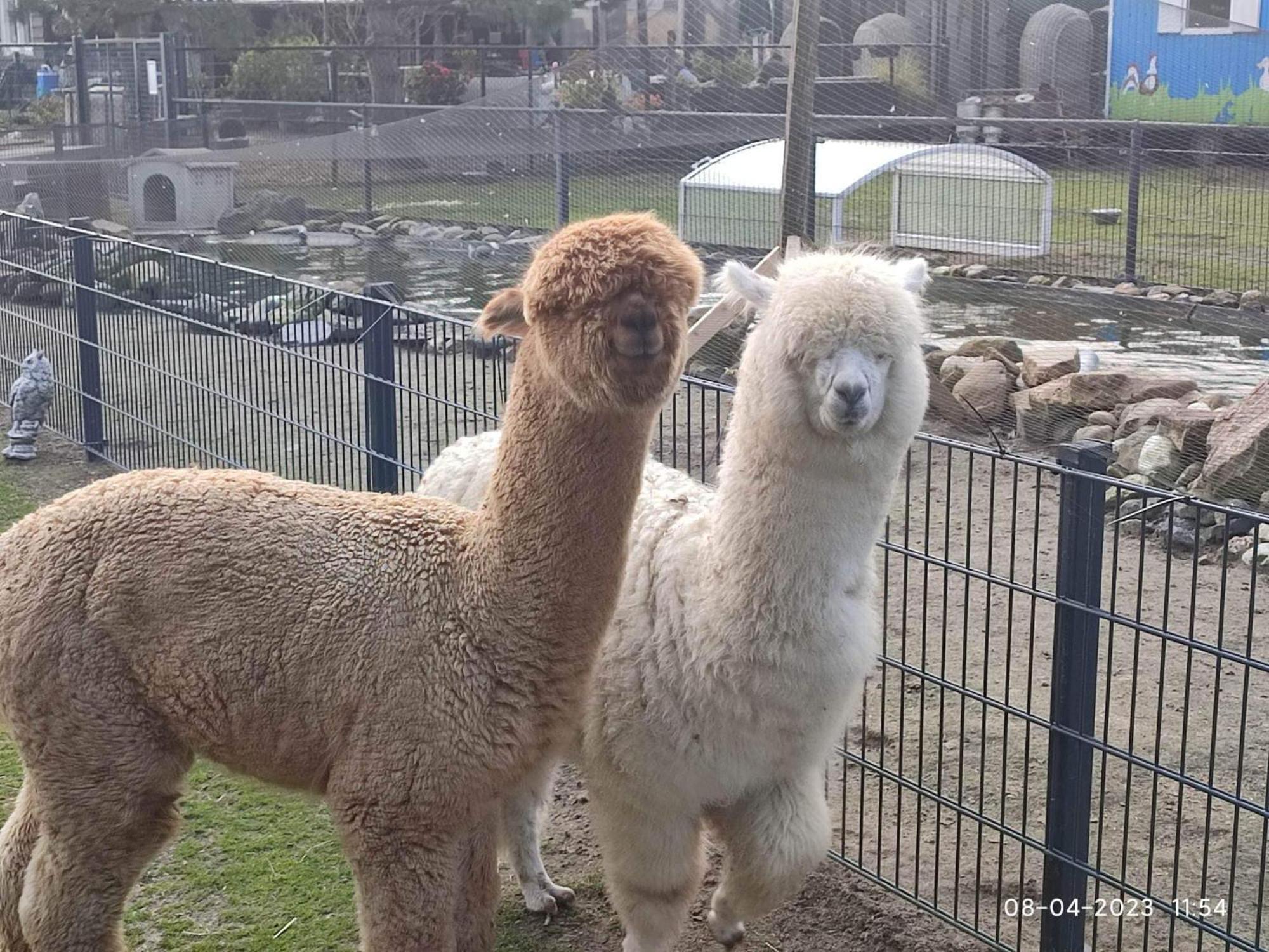 De Dierenweiden Goedereede Esterno foto